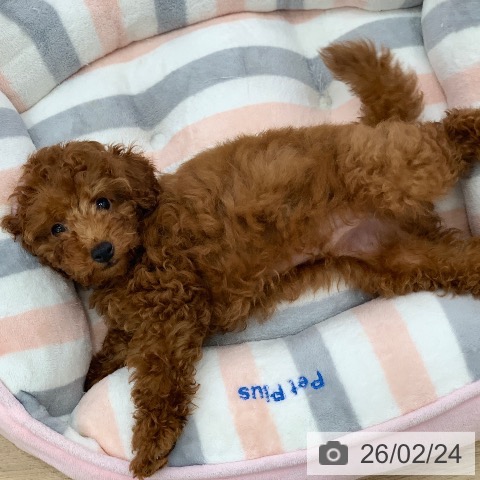 岐阜県のトイプードル(トイ) (ペットプラス 光ケ丘店/2025年12月2日生まれ/男の子/レッド)の子犬の3枚目の画像