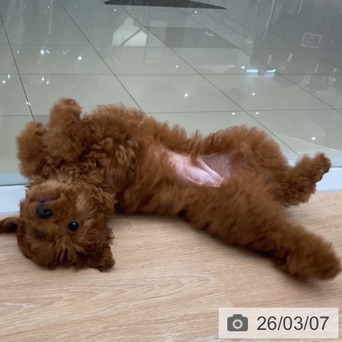 トイ・プードルの写真