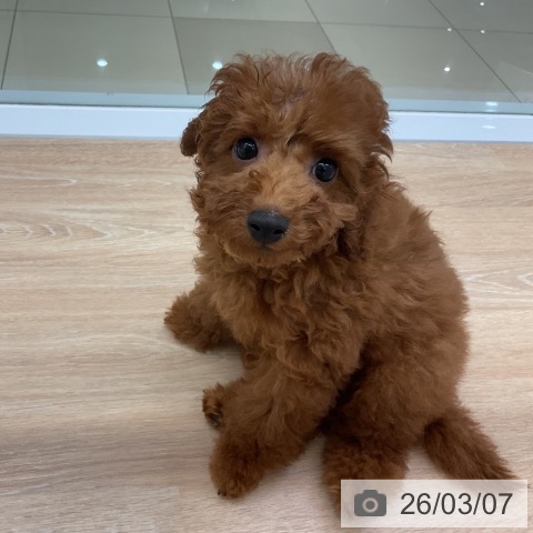 三重県のトイプードル(トイ) (ペットプラス 四日市泊店/2025年12月2日生まれ/男の子/レッド)の子犬の4枚目の画像