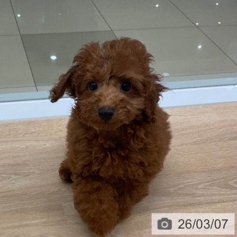 三重県のトイプードル(トイ) (ペットプラス 四日市泊店/2025年12月2日生まれ/男の子/レッド)の子犬の4枚目の画像