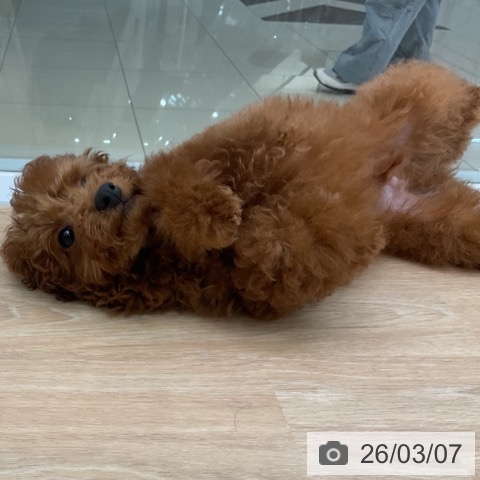 三重県のトイプードル(トイ) (ペットプラス 四日市泊店/2025年12月2日生まれ/男の子/レッド)の子犬の3枚目の画像