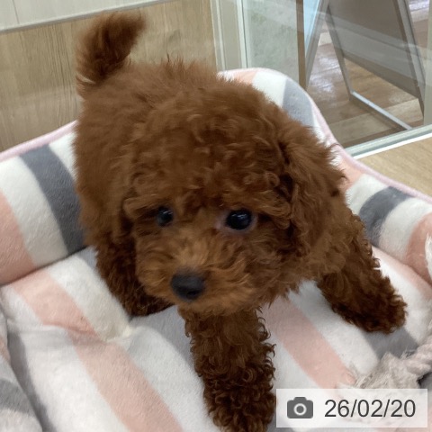 愛知県のトイプードル(トイ) (ペットプラス みなと店/2025年12月2日生まれ/男の子/レッド)の子犬の4枚目の画像
