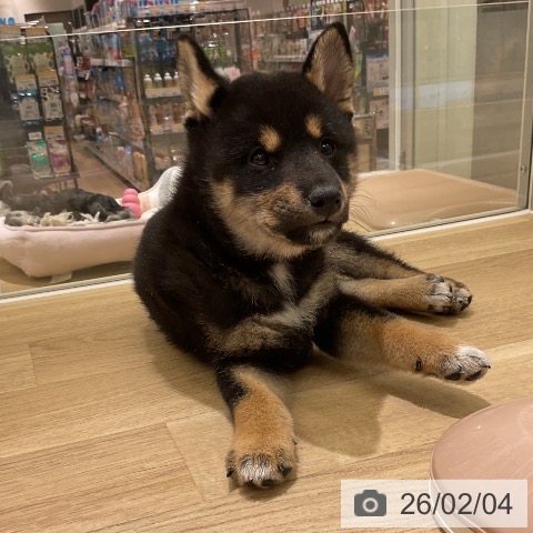 愛知県の柴犬(標準サイズ) (ペットプラス イオンモール豊川店/2025年12月3日生まれ/女の子/黒)の子犬の4枚目の画像