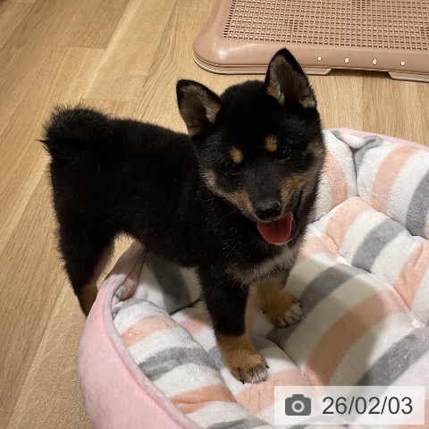 愛知県の柴犬(標準サイズ) (ペットプラス イオンモール豊川店/2025年12月3日生まれ/女の子/黒)の子犬の3枚目の画像