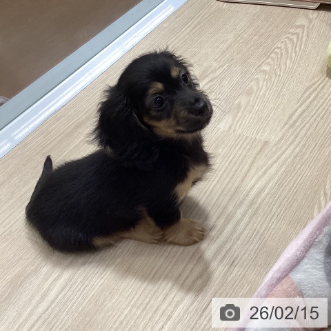 愛知県のミニチュアダックスフンド(ロング) (ペットプラス イオンモール長久手店/2025年11月28日生まれ/女の子/ブラックイエロー)の子犬の3枚目の画像