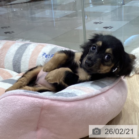 愛知県のミニチュアダックスフンド(ロング) (ペットプラス イオンモール長久手店/2025年11月28日生まれ/女の子/ブラックイエロー)の子犬の4枚目の画像