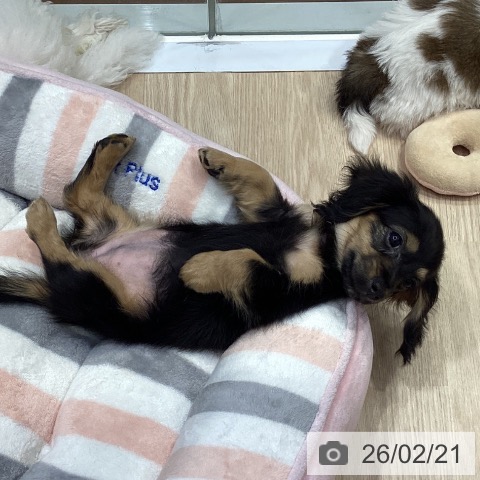 愛知県のミニチュアダックスフンド(ロング) (ペットプラス イオンモール長久手店/2025年11月28日生まれ/女の子/ブラックイエロー)の子犬の3枚目の画像
