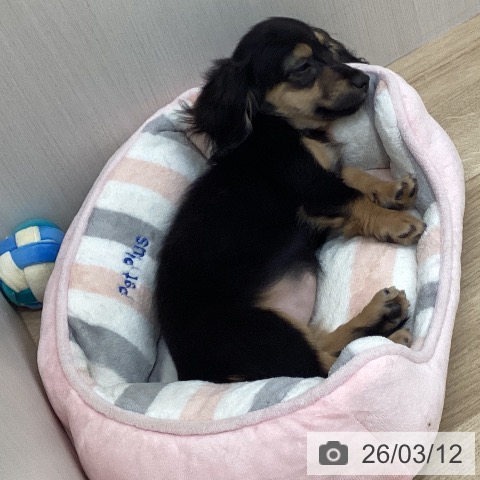 愛知県のミニチュアダックスフンド(ロング) (ペットプラス 上飯田店/2025年11月28日生まれ/女の子/ブラックイエロー)の子犬の3枚目の画像