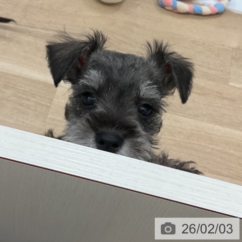 ミニチュア・シュナウザーの写真