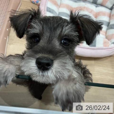 愛知県のミニチュアシュナウザー (ペットプラス 東浦店/2025年12月3日生まれ/男の子/ソルトペッパー)の子犬の4枚目の画像