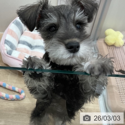 愛知県のミニチュアシュナウザー (ペットプラス 東浦店/2025年12月3日生まれ/男の子/ソルトペッパー)の子犬の4枚目の画像