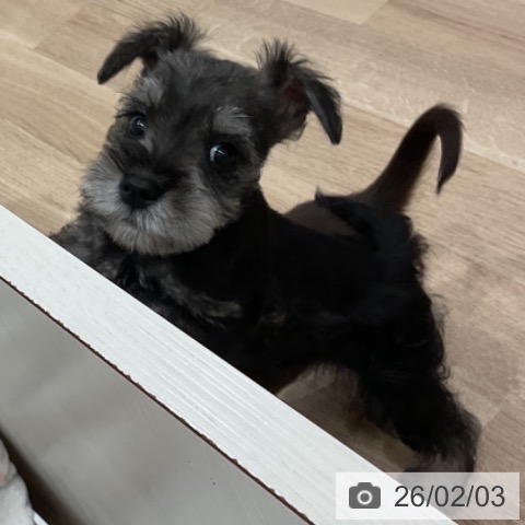 愛知県のミニチュアシュナウザー (ペットプラス 東浦店/2025年12月3日生まれ/男の子/ソルトペッパー)の子犬の4枚目の画像