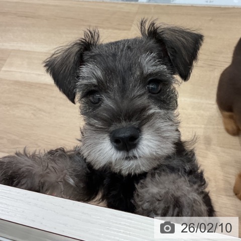 愛知県のミニチュアシュナウザー (ペットプラス 東浦店/2025年12月3日生まれ/男の子/ソルトペッパー)の子犬の3枚目の画像