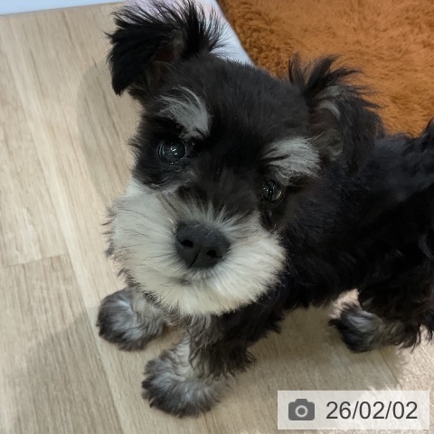 ミニチュア・シュナウザーの写真