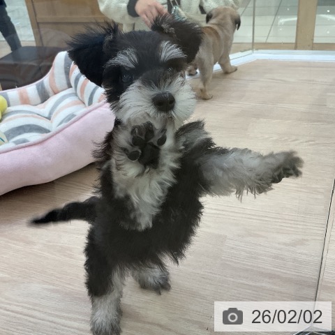 ミニチュア・シュナウザーの写真