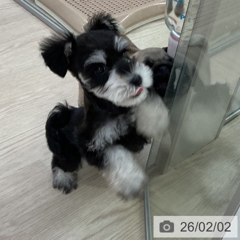 ミニチュア・シュナウザーの写真