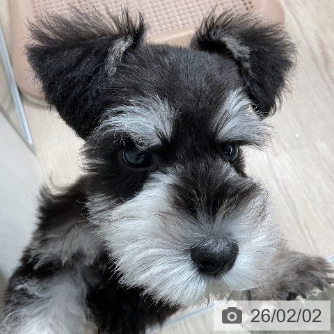 ミニチュア・シュナウザーの写真