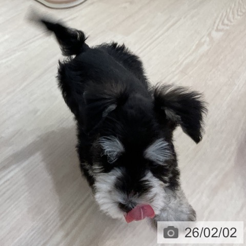 ミニチュア・シュナウザーの写真