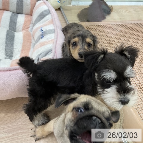 ミニチュア・シュナウザーの写真