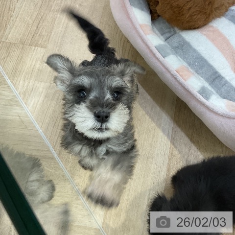 ミニチュア・シュナウザーの写真