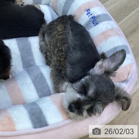 ミニチュア・シュナウザーの写真