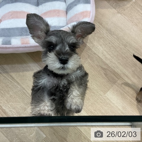 ミニチュア・シュナウザーの写真