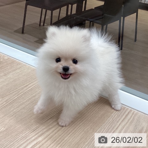 ポメラニアンの写真