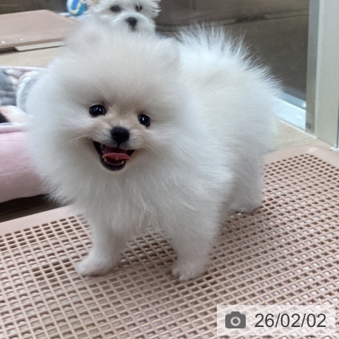 ポメラニアンの写真