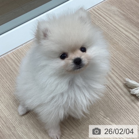 石川県のポメラニアン (ペットプラス 白山店/2025年12月1日生まれ/女の子/クリーム)の子犬の3枚目の画像
