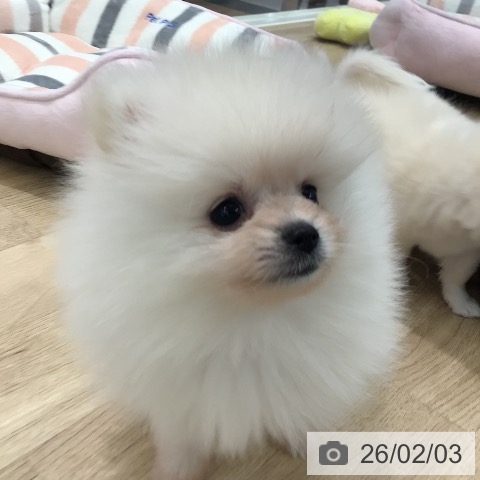 岐阜県のポメラニアン (ペットプラス 各務原店/2025年12月1日生まれ/女の子/クリーム)の子犬の4枚目の画像