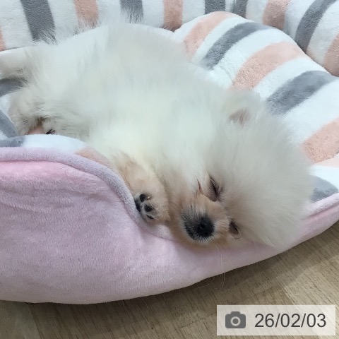 岐阜県のポメラニアン (ペットプラス 各務原店/2025年12月1日生まれ/女の子/クリーム)の子犬の3枚目の画像