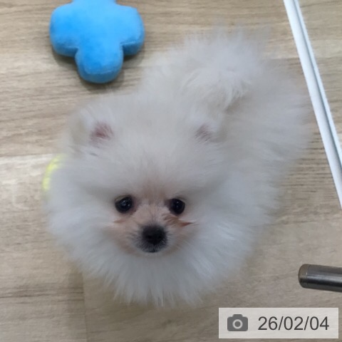 岐阜県のポメラニアン (ペットプラス 各務原店/2025年12月1日生まれ/女の子/クリーム)の子犬の4枚目の画像