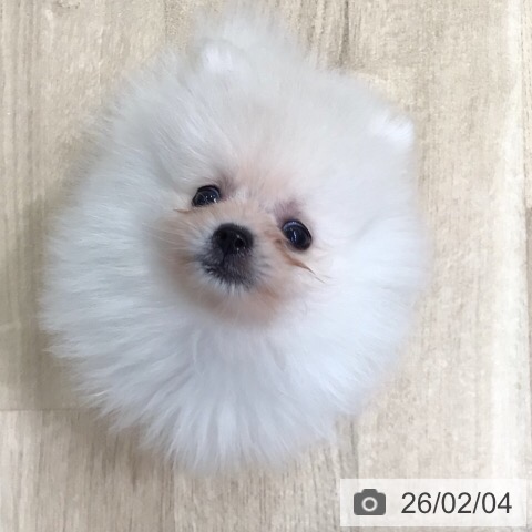 岐阜県のポメラニアン (ペットプラス 各務原店/2025年12月1日生まれ/女の子/クリーム)の子犬の3枚目の画像