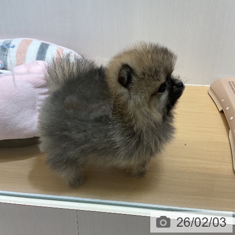 ポメラニアンの写真