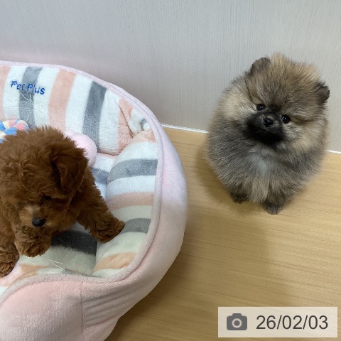 愛知県のポメラニアン (ペットプラス ナゴヤドーム前店/2025年12月2日生まれ/男の子/オレンジ)の子犬の4枚目の画像