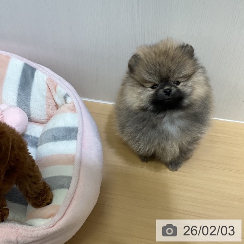 愛知県のポメラニアン (ペットプラス ナゴヤドーム前店/2025年12月2日生まれ/男の子/オレンジ)の子犬の3枚目の画像