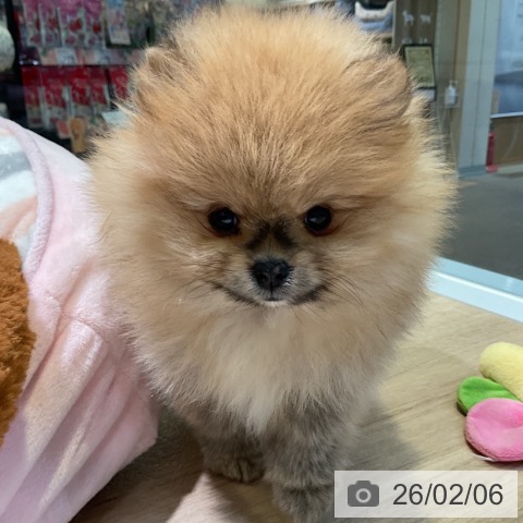 愛知県のポメラニアン (ペットプラス 岡崎店/2025年12月2日生まれ/女の子/オレンジ)の子犬の4枚目の画像