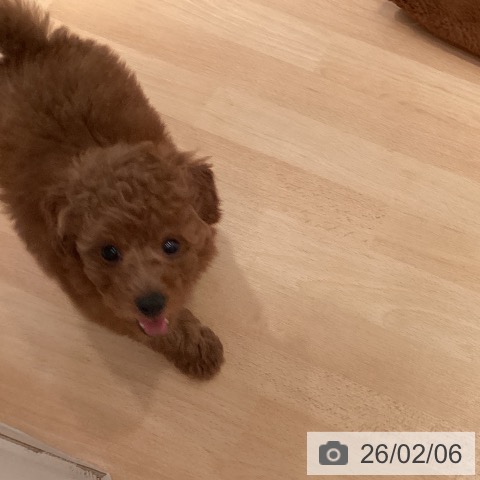 三重県のトイプードル(トイ) (ペットプラス 東員店/2025年12月3日生まれ/男の子/レッド)の子犬の4枚目の画像