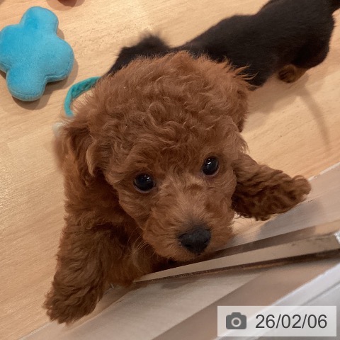 三重県のトイプードル(トイ) (ペットプラス 東員店/2025年12月3日生まれ/男の子/レッド)の子犬の3枚目の画像
