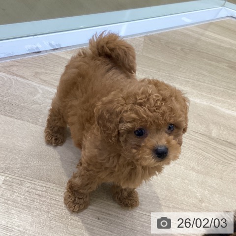 トイ・プードルの写真