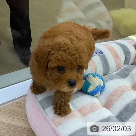 トイ・プードルの写真