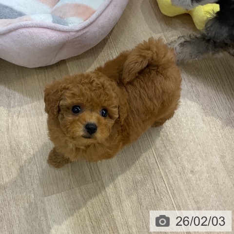 トイ・プードルの写真