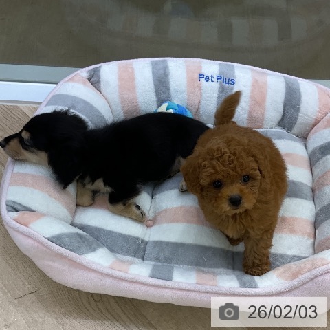 トイ・プードルの写真