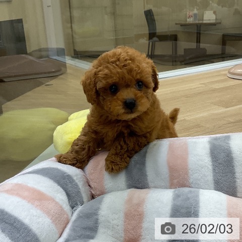 トイ・プードルの写真