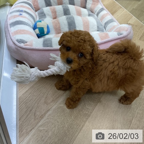 トイ・プードルの写真