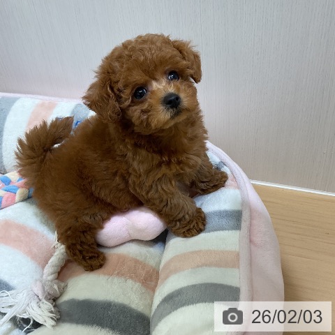 トイ・プードルの写真