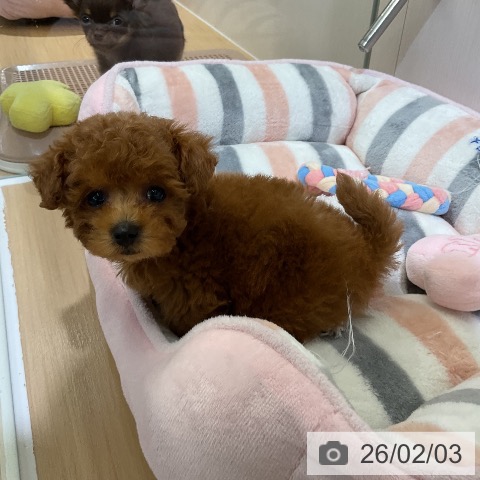 トイ・プードルの写真