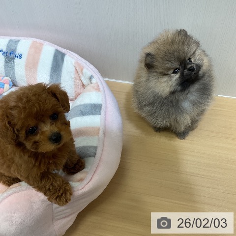 トイ・プードルの写真