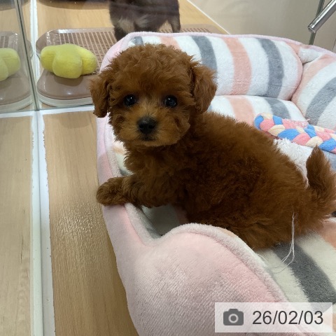 トイ・プードルの写真