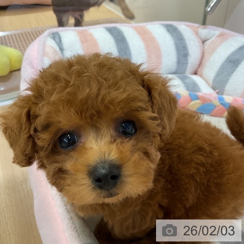 トイ・プードルの写真